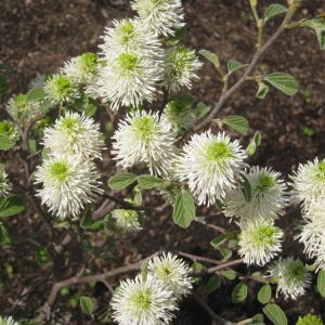 2 gallon - Dwarf Fothergilla (FOTHERGILLA GARDENII) - 2 gallon - 2 gallon