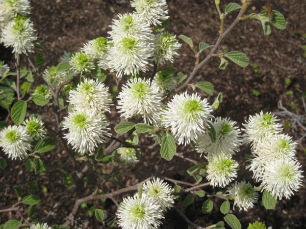 2 gallon - Dwarf Fothergilla (FOTHERGILLA GARDENII) - 2 gallon - 2 gallon