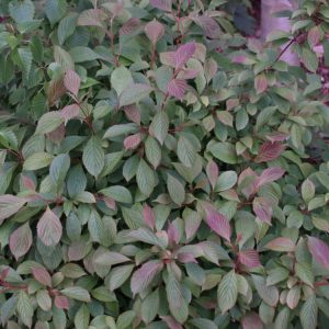 3 gallon 18" - Dwarf Fragrant Viburnum (VIBURNUM FARRERI NANUM) - 3 gallon 18" - 3 gallon 18"