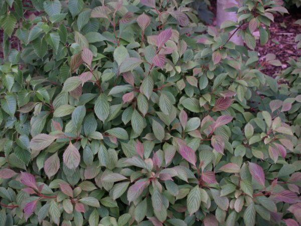 3 gallon 18" - Dwarf Fragrant Viburnum (VIBURNUM FARRERI NANUM) - 3 gallon 18" - 3 gallon 18"