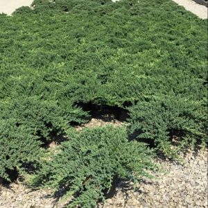 Dwarf Japanese Garden Juniper (JUNIPER C. PROCUMBENS NANA)