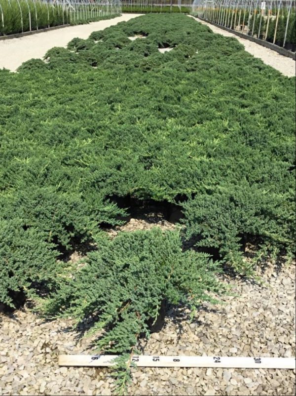 Dwarf Japanese Garden Juniper (JUNIPER C. PROCUMBENS NANA)