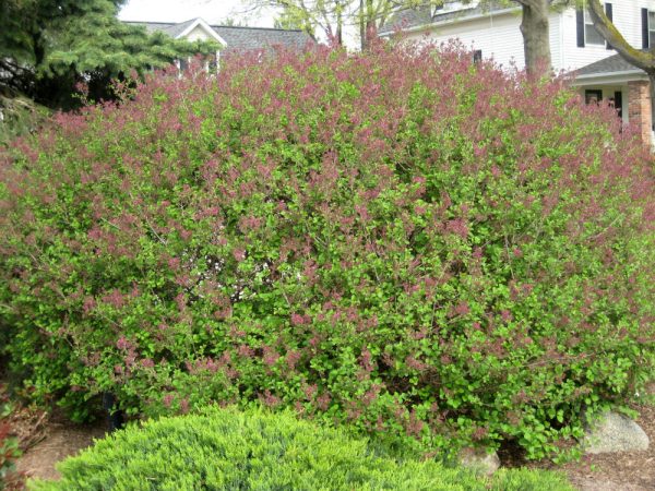 3 gallon 12" - Dwarf Korean Lilac (SYRINGA MEYERI PALIBIN) - 3 gallon 12" - 3 gallon 12"