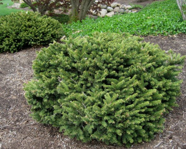 3 gallon 12" - Dwarf Norway Spruce (PICEA ABIES PUMILA) - 3 gallon 12" - 3 gallon 12"