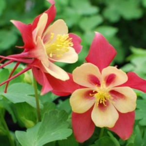 1 gallon - EarlyBird™ Red Yellow Columbine (AQUILEGIA EARLYBIRD RED YELLOW) - 1 gallon - 1 gallon