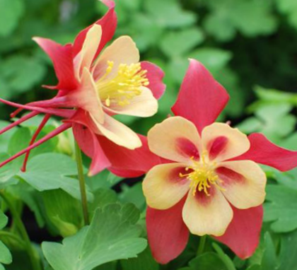 1 gallon - EarlyBird™ Red Yellow Columbine (AQUILEGIA EARLYBIRD RED YELLOW) - 1 gallon - 1 gallon
