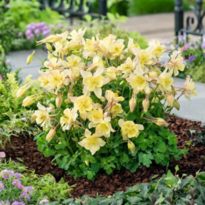 1 gallon - EarlyBird™ Yellow Columbine (AQUILEGIA EARLYBIRD YELLOW) - 1 gallon - 1 gallon