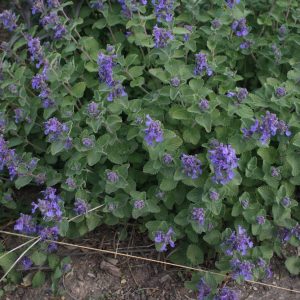 1 gallon - Early Bird Catmint (NEPETA EARLY BIRD) - 1 gallon - 1 gallon