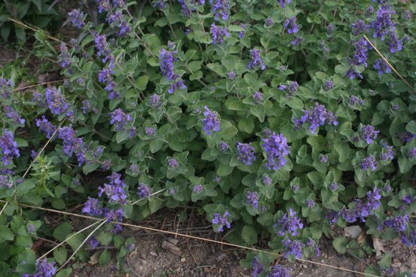 1 gallon - Early Bird Catmint (NEPETA EARLY BIRD) - 1 gallon - 1 gallon