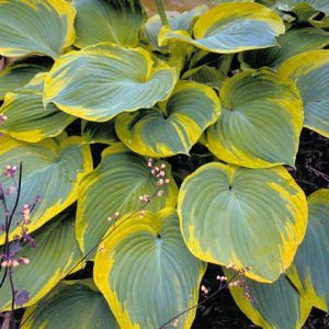 1 gallon - Earth Angel Plantain Lily (HOSTA EARTH ANGEL) - 1 gallon - 1 gallon