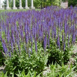 1 gallon - East Friesland Meadow Sage (SALVIA X S. H. EAST FRIESLAND) - 1 gallon - 1 gallon