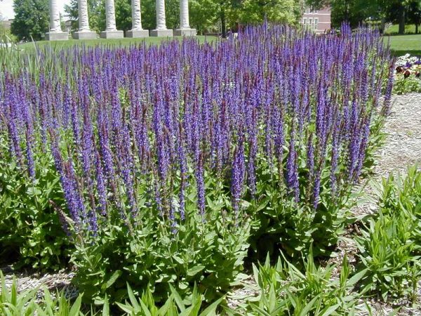 1 gallon - East Friesland Meadow Sage (SALVIA X S. H. EAST FRIESLAND) - 1 gallon - 1 gallon