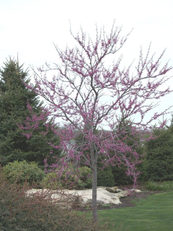 3 gallon - Eastern Redbud (CERCIS CANADENSIS) - 3 gallon - 3 gallon