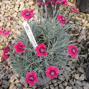 1 gallon - Eastern Star™ Pinks (DIANTHUS EASTERN STAR) - 1 gallon - 1 gallon