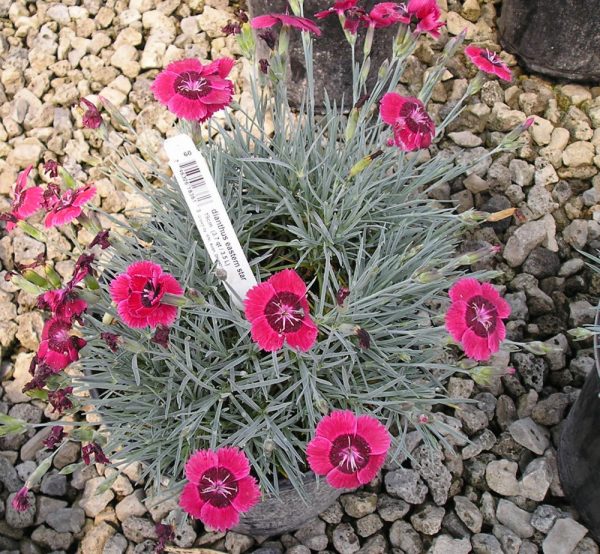 1 gallon - Eastern Star™ Pinks (DIANTHUS EASTERN STAR) - 1 gallon - 1 gallon