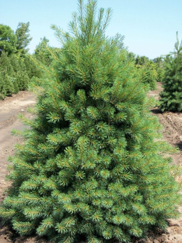 3 gallon 18" - Eastern White Pine (PINUS STROBUS) - 3 gallon 18" - 3 gallon 18"