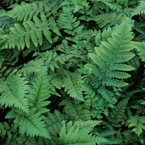 1 gallon - Eastern Wood Fern (FERN -EASTERNWOOD) - 1 gallon - 1 gallon