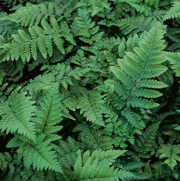 1 gallon - Eastern Wood Fern (FERN -EASTERNWOOD) - 1 gallon - 1 gallon