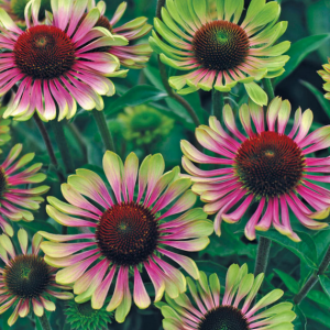 1 gallon - Echinacea Green Twister Coneflower (ECHINACEA P. GREEN TWISTER) - 1 gallon - 1 gallon