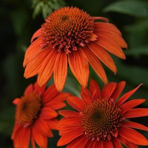 3QT - Echinacea Sombrero® Fiesta Orange (Echinacea x hybrida 'Balsomstor') - 3QT - 3QT