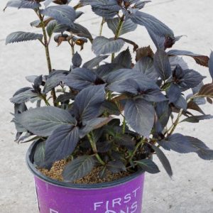 3 gallon - Eclipse® Bigleaf Hydrangea (HYDRANGEA M. ECLIPSE) - 3 gallon - 3 gallon