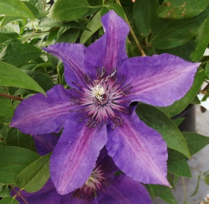 1 gallon - Edda™ Clematis (CLEMATIS EDDA) - 1 gallon - 1 gallon