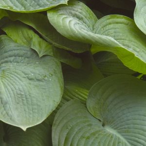 1 gallon - Elegans Plantain Lily (HOSTA SIEBOLDIANA ELEGANS) - 1 gallon - 1 gallon