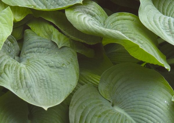 1 gallon - Elegans Plantain Lily (HOSTA SIEBOLDIANA ELEGANS) - 1 gallon - 1 gallon