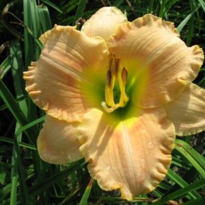 1 gallon - Elegant Candy Daylily (HEM T.A.N. ELEGANT CANDY) - 1 gallon - 1 gallon