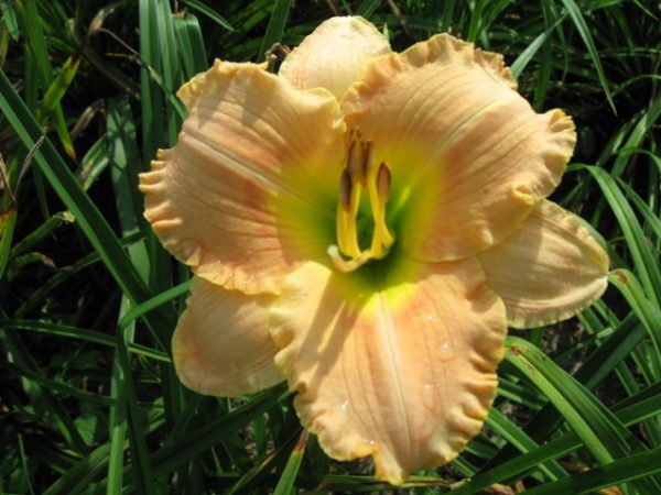 1 gallon - Elegant Candy Daylily (HEM T.A.N. ELEGANT CANDY) - 1 gallon - 1 gallon