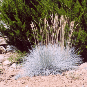 1 gallon - Elijah Blue Fescue Grass (GRASS - F.C. ELIJAH BLUE) - 1 gallon - 1 gallon