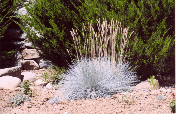 1 gallon - Elijah Blue Fescue Grass (GRASS - F.C. ELIJAH BLUE) - 1 gallon - 1 gallon