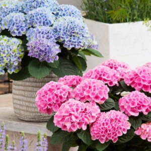 3 gallon - Elizabeth Ashley Hydrangea (HYDRANGEA M. ELIZABETH ASHLEY) - 3 gallon - 3 gallon