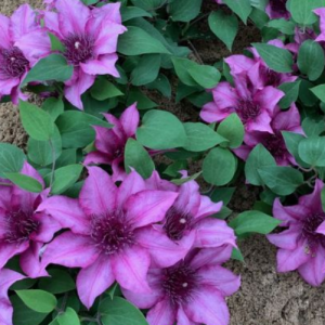DECO POT - Elodi™ Clematis (CLEMATIS ELODI  TRAILING) - DECO POT - DECO POT