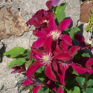 1 gallon - Elpis™ Clematis  (CLEMATIS ELPIS) - 1 gallon - 1 gallon