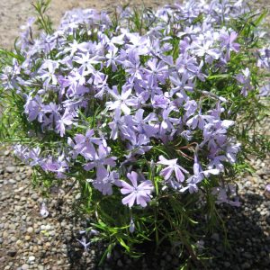 1 gallon - Emerald Blue Moss Phlox (PHLOX SUB. EMERALD BLUE) - 1 gallon - 1 gallon