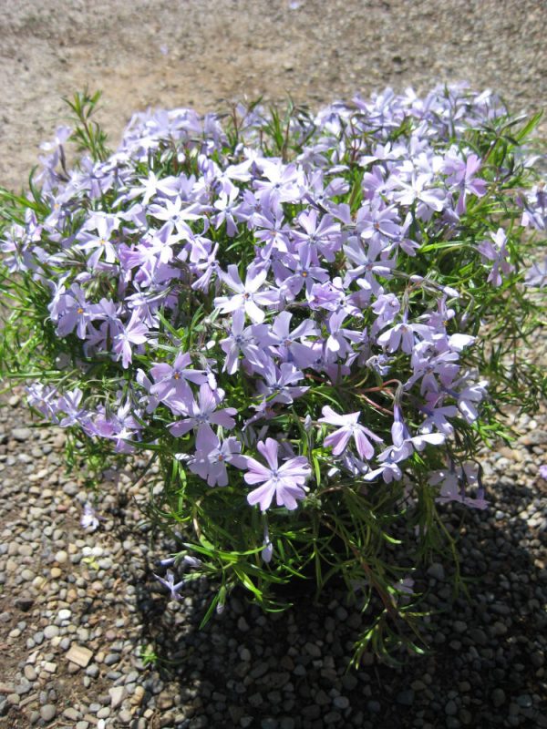 1 gallon - Emerald Blue Moss Phlox (PHLOX SUB. EMERALD BLUE) - 1 gallon - 1 gallon