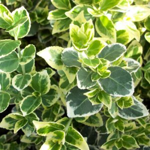 2 gallon 10" - Emerald Gaiety™ Euonymus (EUONYMUS FOR. EMERALD GAIETY) - 2 gallon 10" - 2 gallon 10"