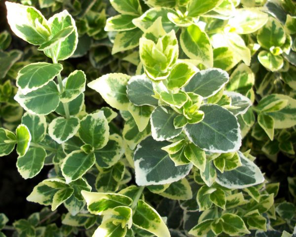 2 gallon 10" - Emerald Gaiety™ Euonymus (EUONYMUS FOR. EMERALD GAIETY) - 2 gallon 10" - 2 gallon 10"