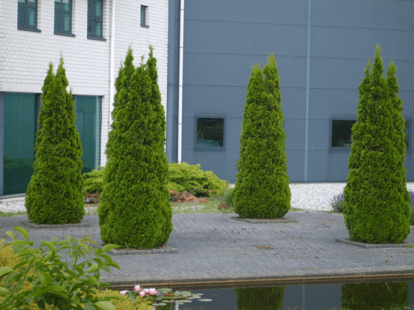 1 gallon 24" - Emerald Green Arborvitae (THUJA OCC. SMARAGD) - 1 gallon 24" - 1 gallon 24"