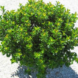 3 gallon 15" - Emerald Magic® Meserve Holly (ILEX X WILLEMER) - 3 gallon 15" - 3 gallon 15"