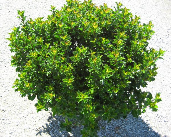 3 gallon 15" - Emerald Magic® Meserve Holly (ILEX X WILLEMER) - 3 gallon 15" - 3 gallon 15"