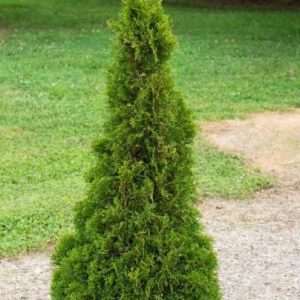 3 gallon 18" - Emerald Petite Aborvitae (THUJA OCC. EMERALD PETITE) - 3 gallon 18" - 3 gallon 18"