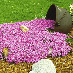 1 gallon - Emerald Pink Moss Phlox (PHLOX SUB. EMERALD PINK) - 1 gallon - 1 gallon