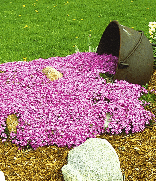 1 gallon - Emerald Pink Moss Phlox (PHLOX SUB. EMERALD PINK) - 1 gallon - 1 gallon