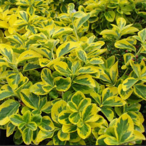 2 gallon 10" - Emerald ‘n Gold Wintercreeper (EUONYMUS FOR. EMERALD N GOLD) - 2 gallon 10" - 2 gallon 10"
