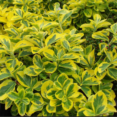 2 gallon 10" - Emerald ‘n Gold Wintercreeper (EUONYMUS FOR. EMERALD N GOLD) - 2 gallon 10" - 2 gallon 10"