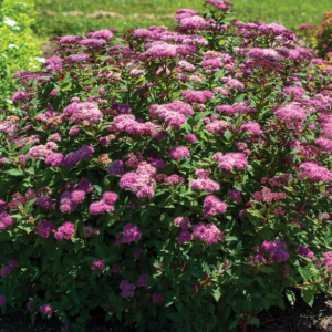 2 gallon 12" - Empire® Ice Dragon™ Spiraea (SPIRAEA EMPIRE ICE DRAGON) - 2 gallon 12" - 2 gallon 12"