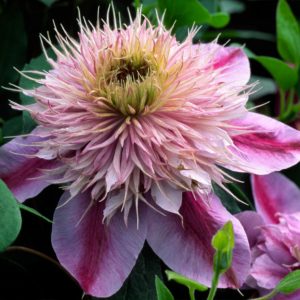 1 gallon - Empress™ Clematis (Clematis  'Evipo011') - 1 gallon - 1 gallon