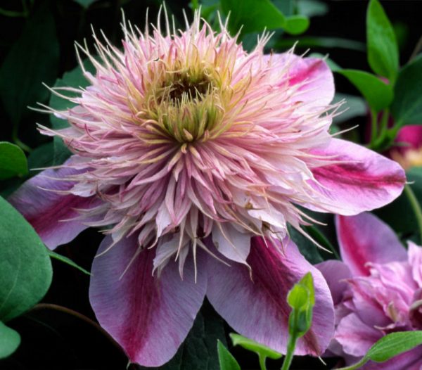 1 gallon - Empress™ Clematis (Clematis  'Evipo011') - 1 gallon - 1 gallon